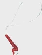 ISCA MINHOCA - FISHTEX