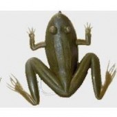 ISCA RÃ N° 4 - FISHTEX